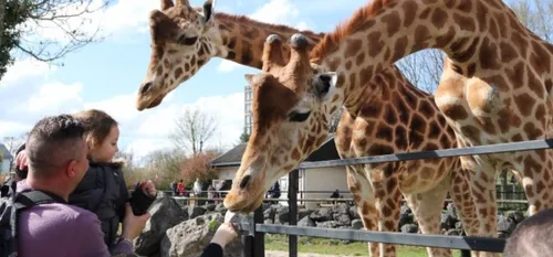 Maubeuge - Plus 10 000 visiteurs au parc Zoologique