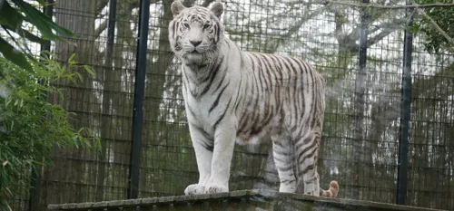 Zoo de Maubeuge - Triste nouvelle : la femelle tigre blanc Radja,...