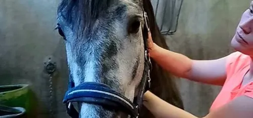 Auréline a besoin de vous pour sauver son cheval