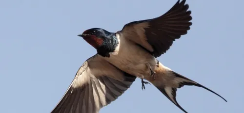 Des hirondelles qui feront votre printemps