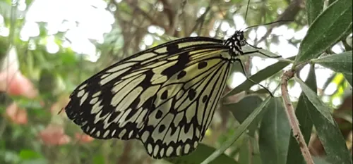 Sains du nord : découvrez la serre à papillons