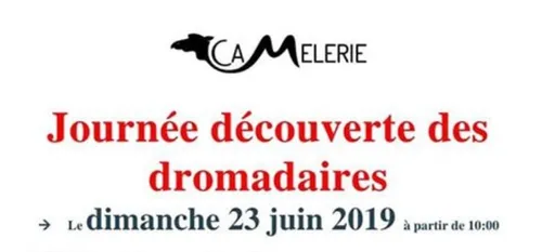 Une petite balade en dromadaire dimanche ?