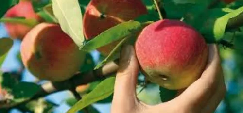 Emploi : cueilleurs de pommes en septembre ?