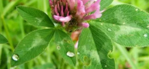 Connaissez vous bien les plantes des bords des chemins ?
