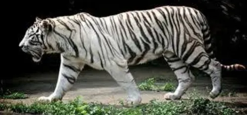 Zoo de Maubeuge - Shilangi, tigre blanc âgé de 16 ans, est décédé