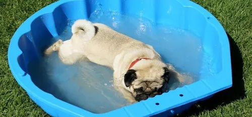 Coup de chaleur : et les animaux ?