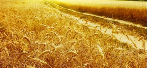 Les agriculteurs face à la sécheresse