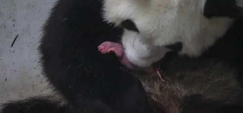 Belgique - Deux bébés Pandas naissent au Zoo Pairi Daiza