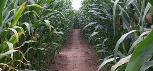 Un labyrinthe de maïs de 70 ares