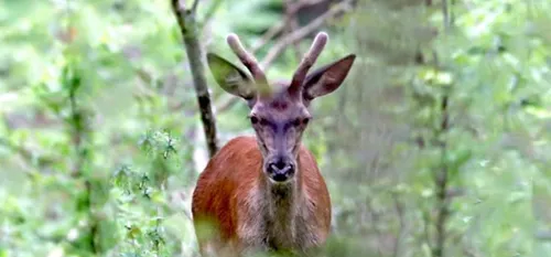 Michael, photographe animalier en forêt de Mormal