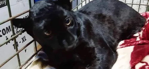 Retour sur le vol de la Panthère noire d'Armentières au zoo de...