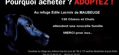 Maubeuge : portes ouvertes à la SPA ce week-end