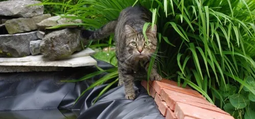 Carole : une auditrice qui aide les chats pour l’hiver