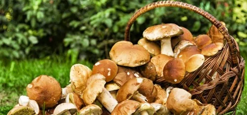 Ors : la 11ème édition des journées mycologiques bat son plein