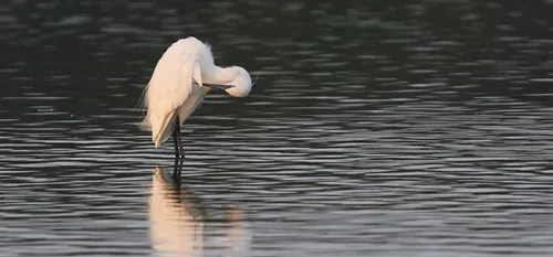 Nature : rendez vous avec les oiseaux hivernants a Le Quesnoy