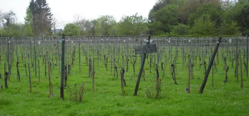 Saviez vous qu’on produisait du vin dans la région ?