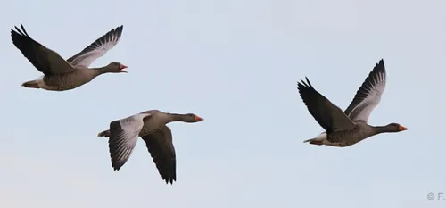 Une cinquantaine d’oies sauvages dans le ciel aulnésien