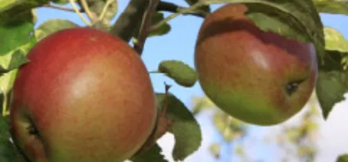 Sortie : Apprendre à planter les arbres fruitiers de la région
