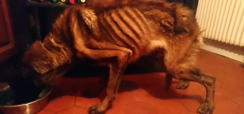 Une découverte de 4 chiens maltraités et sous-alimentés à Hirson !   