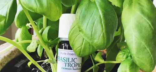 Un centre européen sur les plantes médicinales à Maubeuge ? Planète...