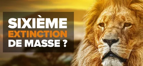 6EME EXTINCTION DE MASSE ? ZOOM SUR LA FAUNE LOCALE