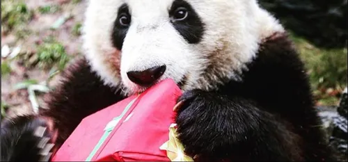 BON PLAN NOEL : UNE VIREE AU CŒUR DE PAIRI DAIZA