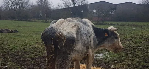 Pont-sur-Sambre - Deux veaux retrouvés à l'agonie par deux...