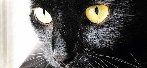 Maubeuge - Lancement d'une campagne de stérilisation des chats errants