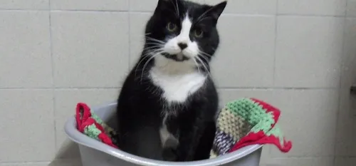 SPA Hirson-Thiérache : une collecte d’aliments pour chiens et chats...