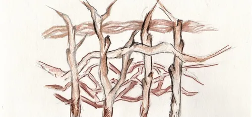 CHANTIER PARTICIPATIF : TRESSER DES HAIES ?