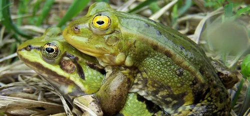 PRINTEMPS : LA SAISON DES AMOURS POUR LES GRENOUILLES ET TRITONS