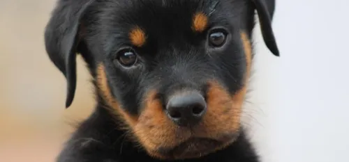 Hirson : un appel aux dons lancé par la SPA Avesnois-Thiérache 