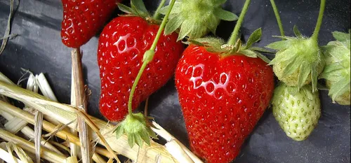 Confinement - Les Agriculteurs recrutent, la filière s'adapte