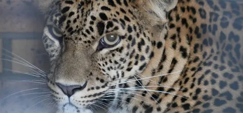 Covid-19 : les félins du Zoo de Maubeuge, parmi les petits protégés