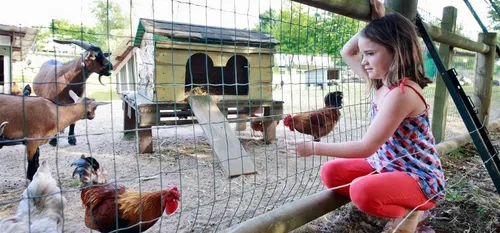 Berlaimont : un appel à l’aide pour la mini ferme de Gaetan