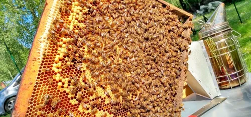 Journée des abeilles - La Ruche Hautmontoise propose de découvrir...