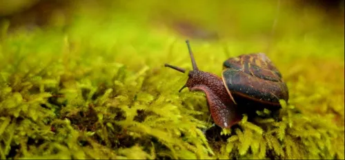 SORTIE : visite nocturne du seul élevage d'escargots de l'Avesnois
