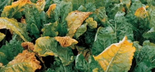 La jaunisse fait des ravages sur les cultures de betteraves