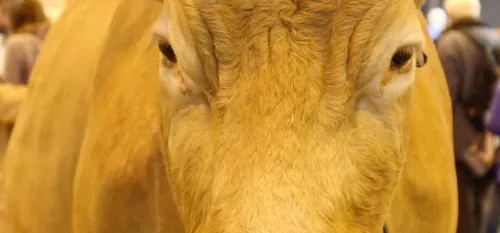 Agriculture - Les productions liées à l'élevage en danger ?...