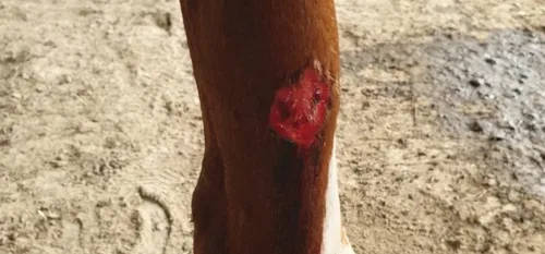 Feignies - Des chevaux retrouvés mutilés ce matin : "On devient...