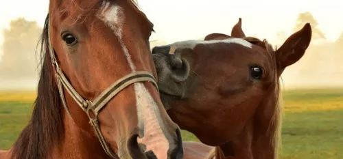 Agression de chevaux à Preux-au-Bois, les Gendarmes appellent à la...