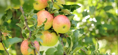 Opération Vergers Ouverts ce weekend !
