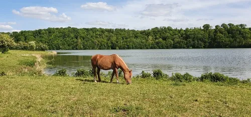 Eppe-Sauvage : la colère des responsables de « ValJoly Equitation » 