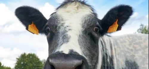 En bref dans le Cœur de l'Avesnois et au Pays de Mormal, pour ce...