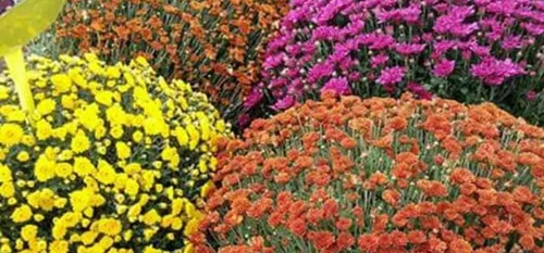 Reconfinement - Les fleuristes ouverts jusque dimanche