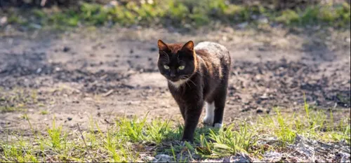 Virginie cherche une association pour chats errants