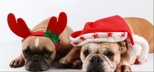 NOEL : adopter, c'est s'engager