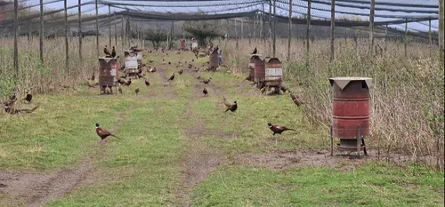 Grippe aviaire et Covid-19 - Ces virus qui plument les Eleveurs de...