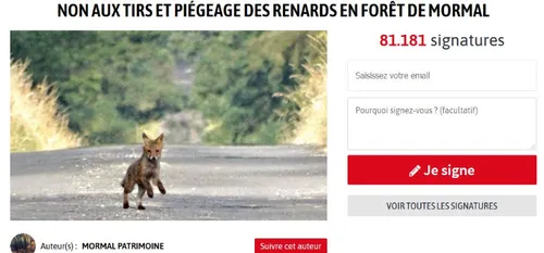 Succès de la pétition en ligne sur le renard en forêt de Mormal