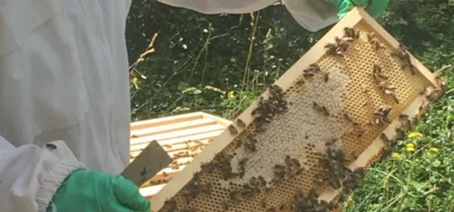 Apiculteurs - Le « Tracing des Ruches » à faire avant le 31 décembre